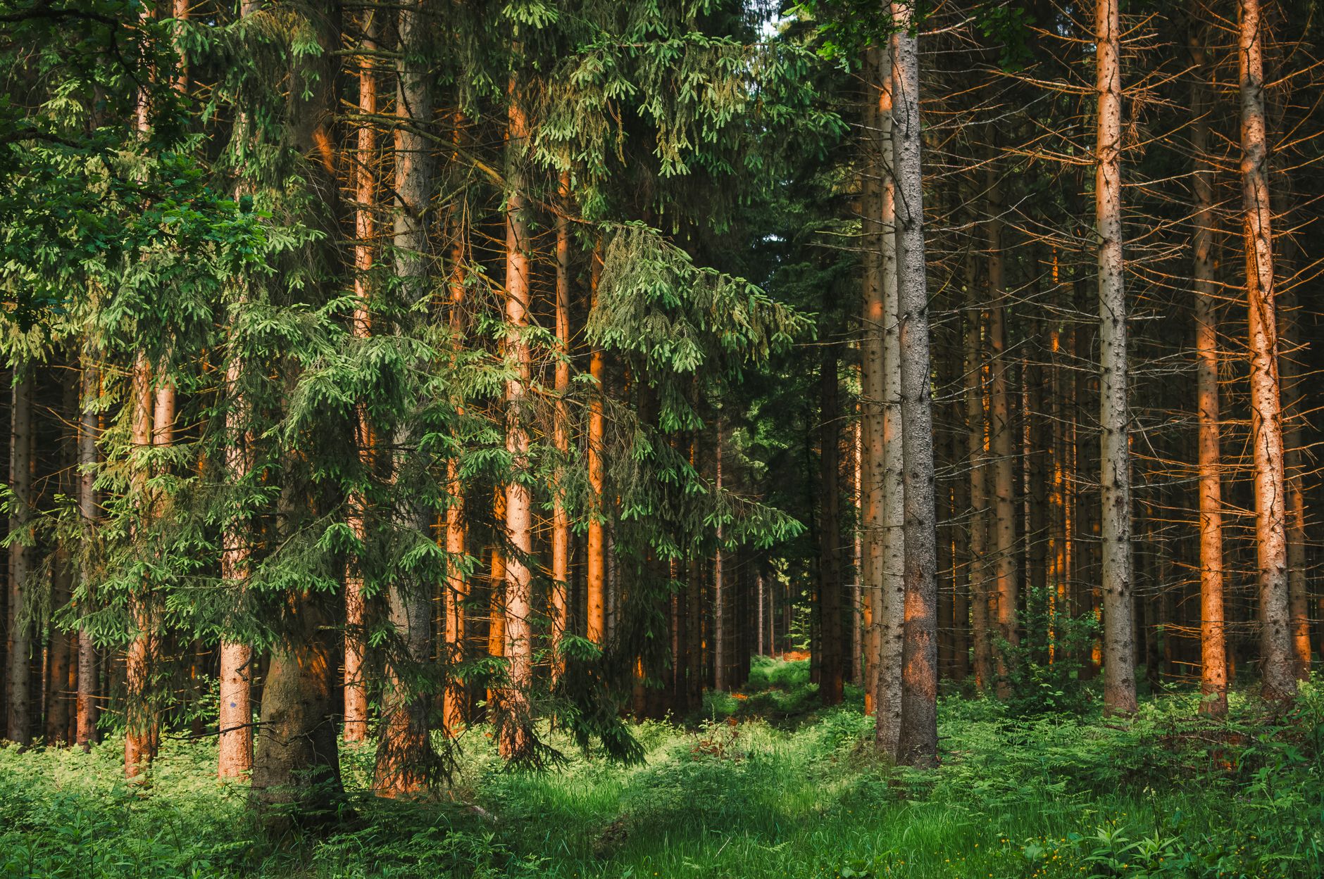 sunlit forest pathway surrounded by pines