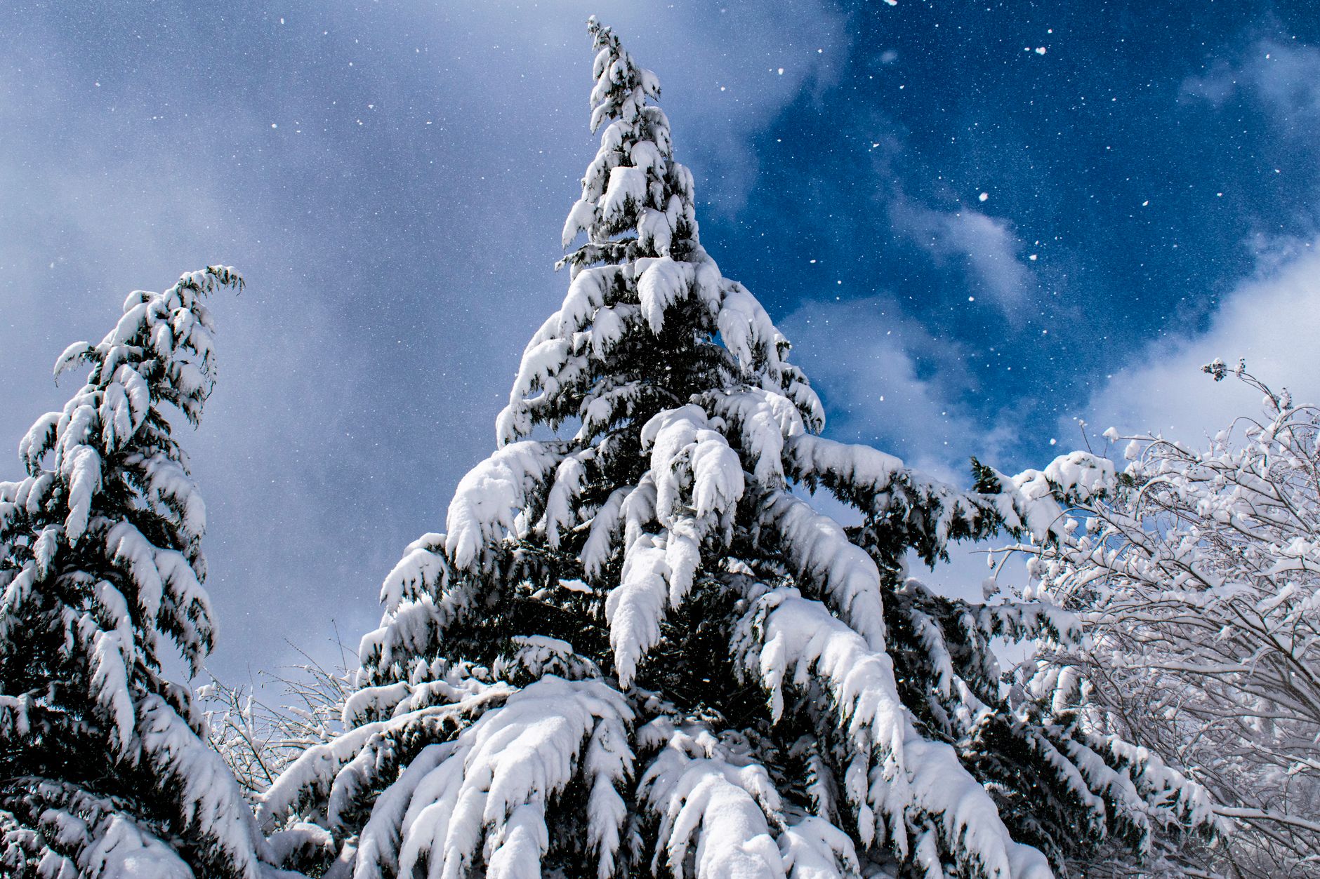 trees covered in snow