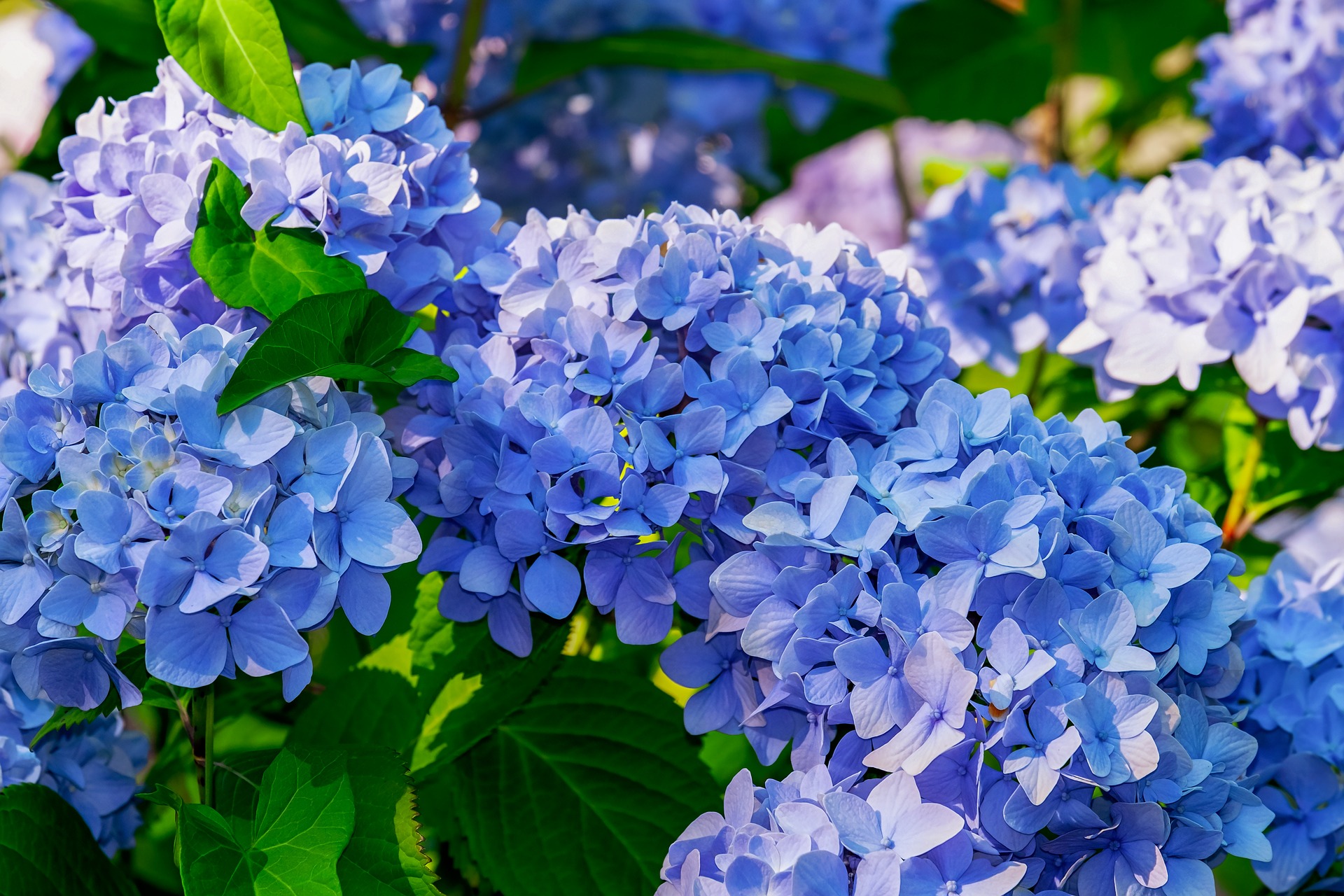 Hortensia